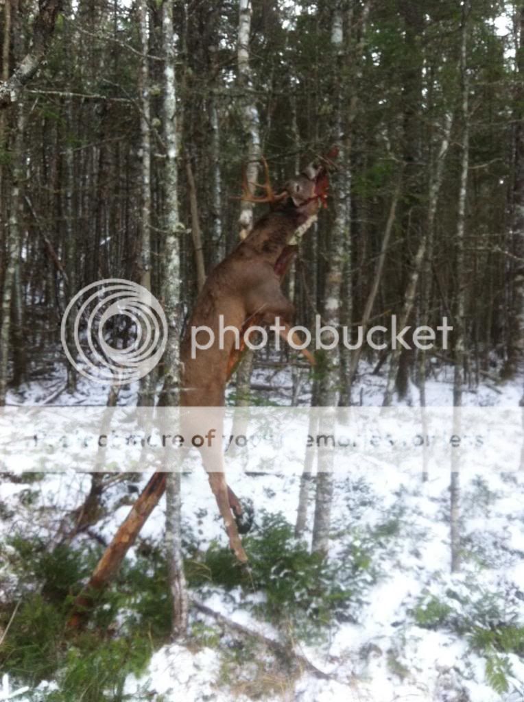 Deer Hanging Pictures, Images & Photos Photobucket