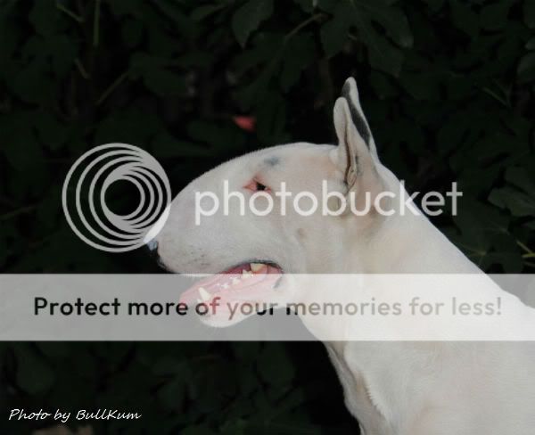 Posted Image