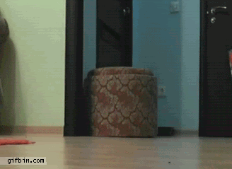 1314012095_cats_playing.gif