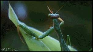 50 curiosidades que no sabias + 50 gif de regalo 50 curiosidades que no sabias + 50 gif de regalo