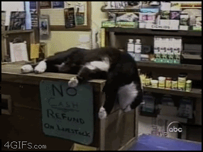 Sleeping_cat_drop.gif