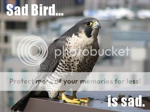 Sad_Bird_custom_captioned_by_bluecy.jpg