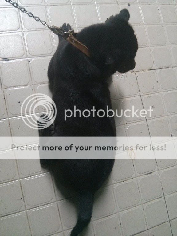 AE ai rành về chó Phú Quốc vào giúp mình với!! - 18