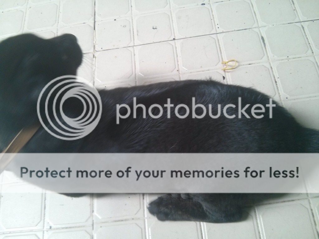 AE ai rành về chó Phú Quốc vào giúp mình với!! - 17