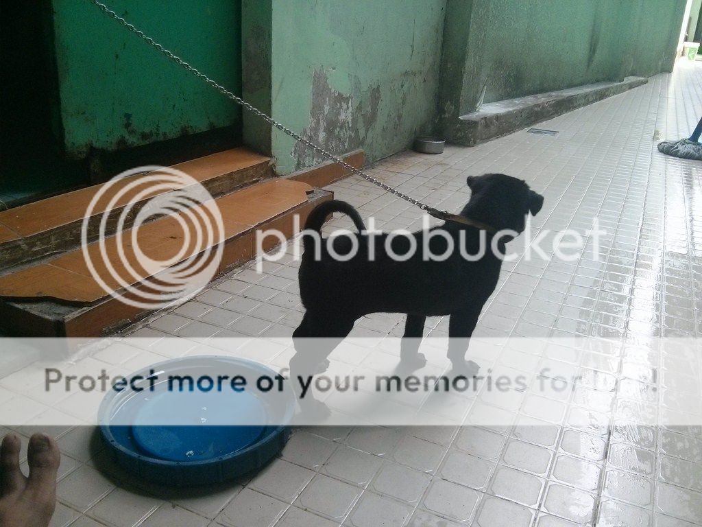 AE ai rành về chó Phú Quốc vào giúp mình với!! - 15