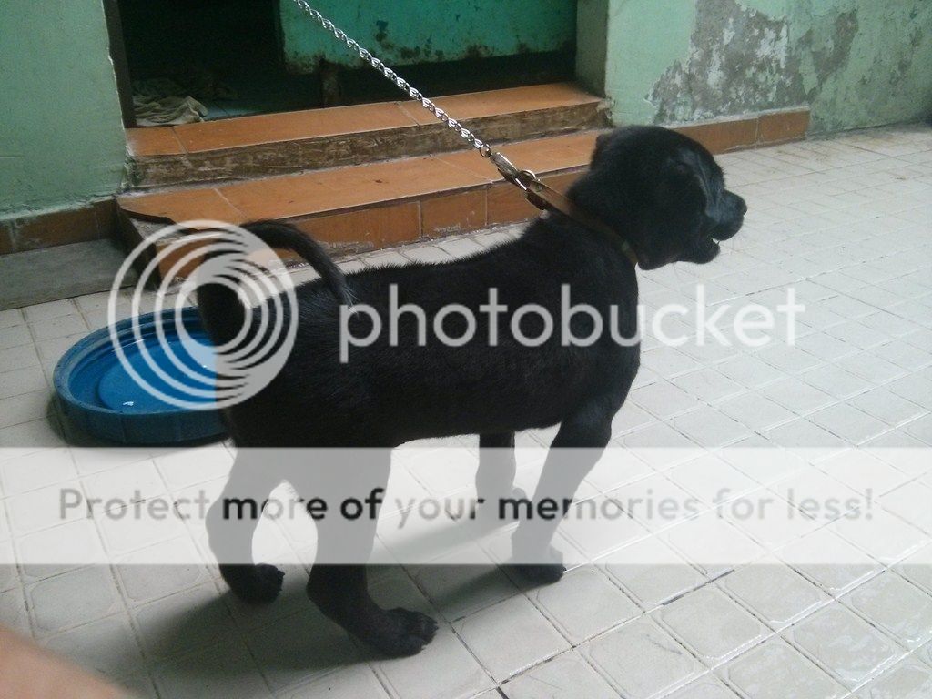 AE ai rành về chó Phú Quốc vào giúp mình với!! - 14