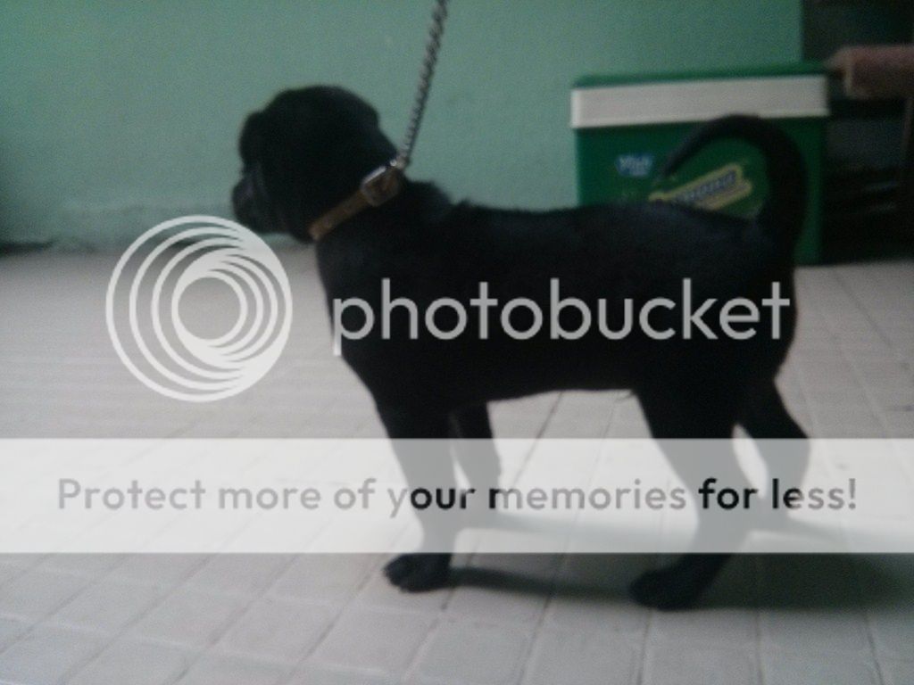 AE ai rành về chó Phú Quốc vào giúp mình với!! - 13