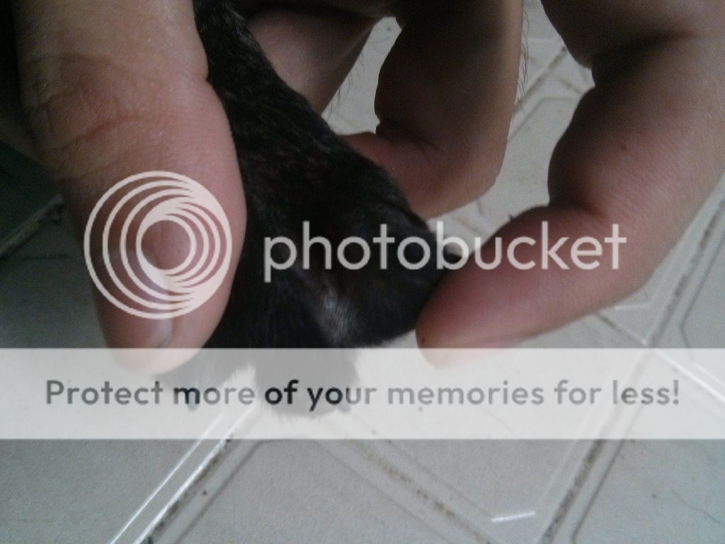 AE ai rành về chó Phú Quốc vào giúp mình với!! - 12