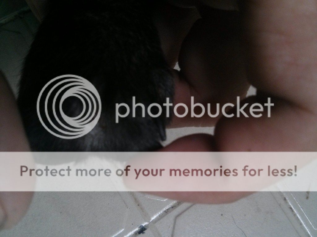 AE ai rành về chó Phú Quốc vào giúp mình với!! - 11