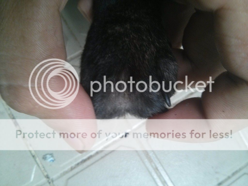 AE ai rành về chó Phú Quốc vào giúp mình với!! - 10