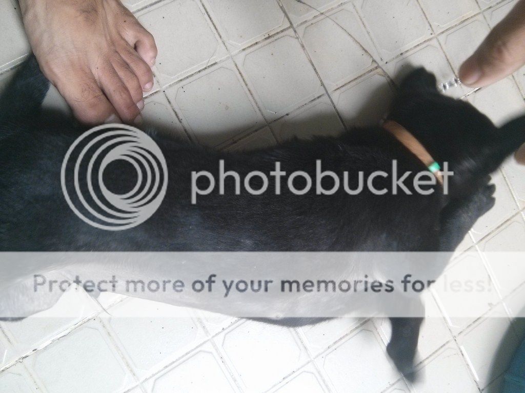 AE ai rành về chó Phú Quốc vào giúp mình với!! - 9