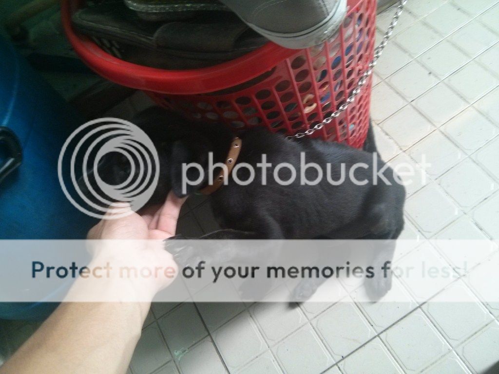 AE ai rành về chó Phú Quốc vào giúp mình với!! - 8