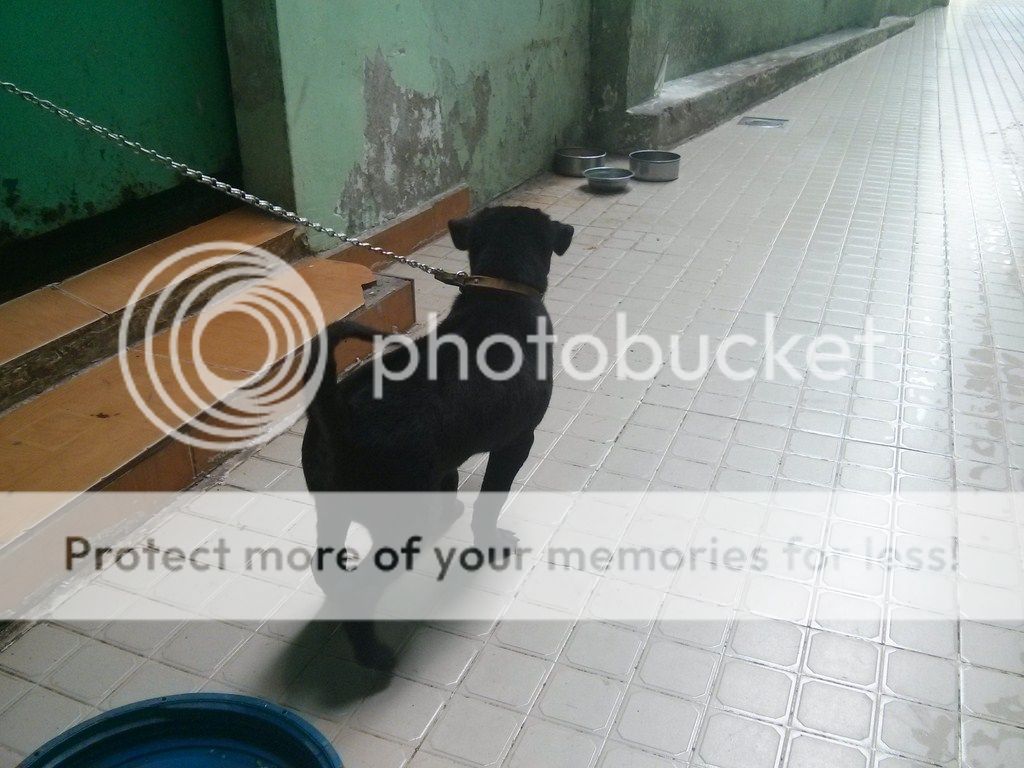 AE ai rành về chó Phú Quốc vào giúp mình với!! - 7