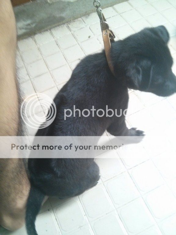 AE ai rành về chó Phú Quốc vào giúp mình với!! - 6