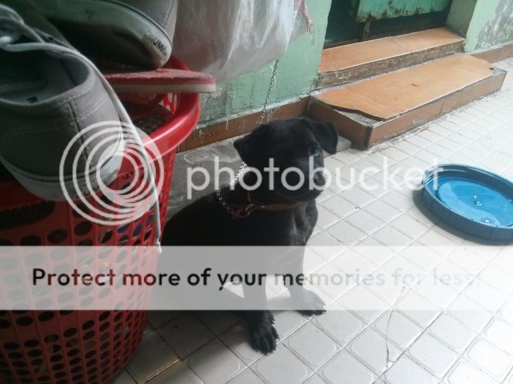 AE ai rành về chó Phú Quốc vào giúp mình với!! - 5