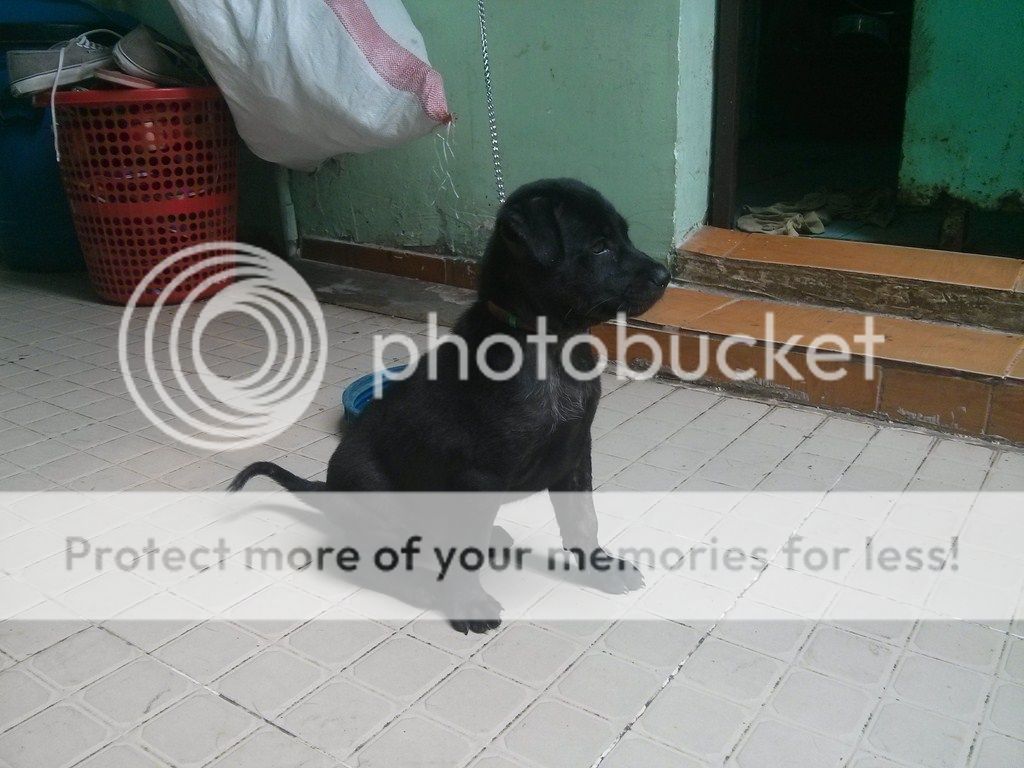 AE ai rành về chó Phú Quốc vào giúp mình với!! - 4