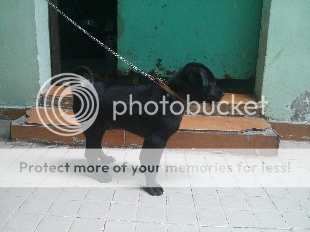 AE ai rành về chó Phú Quốc vào giúp mình với!! - 3