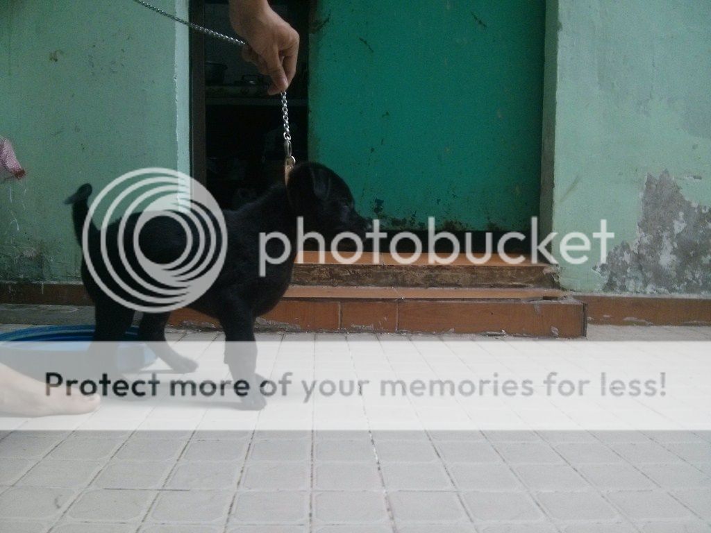 AE ai rành về chó Phú Quốc vào giúp mình với!! - 2