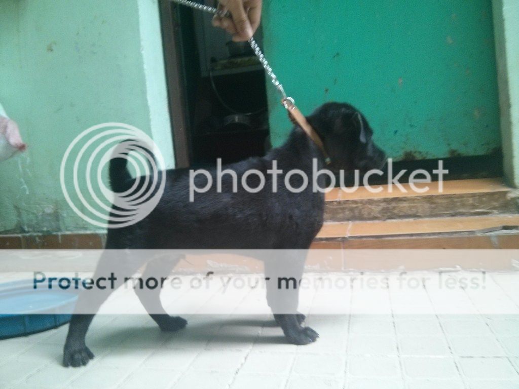 AE ai rành về chó Phú Quốc vào giúp mình với!! - 1