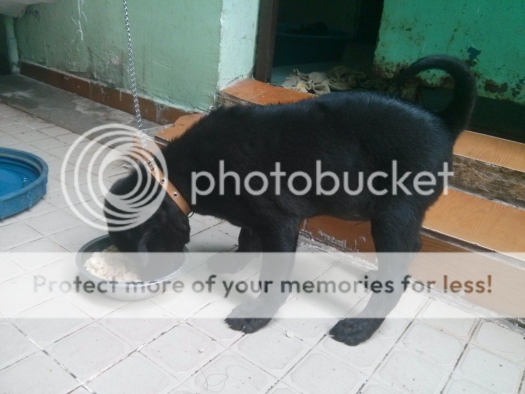 AE ai rành về chó Phú Quốc vào giúp mình với!!