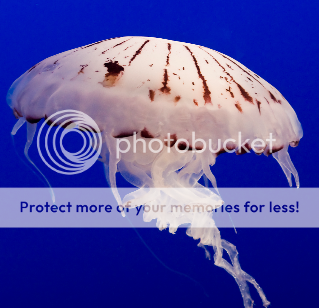 The Cnidarians Jellyfish, Sea Anemones, Hydrozoans, and Corals