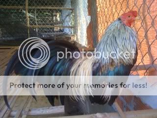IMG_1708.jpg IMG_1708.jpg