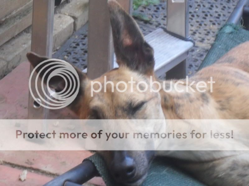 Bat eared dogs photo thread.