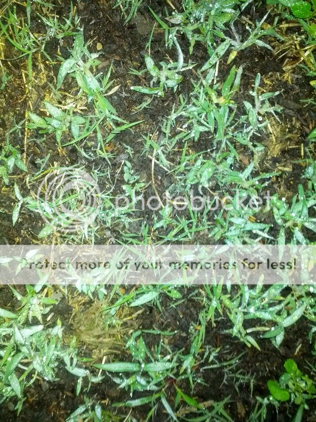 bermuda-seed-assistance-lawn-care-forum